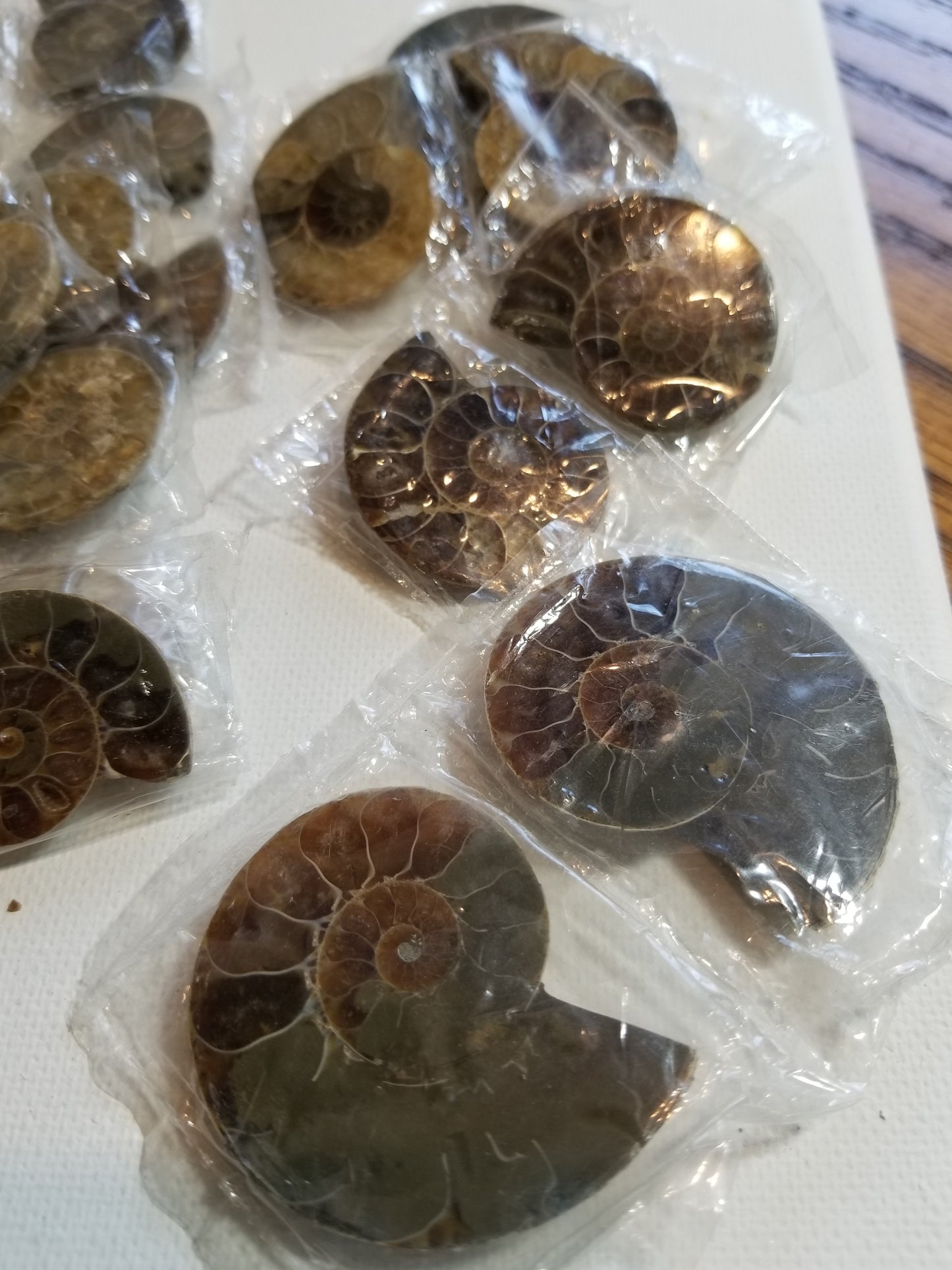 Pair of Ammonite Specimens