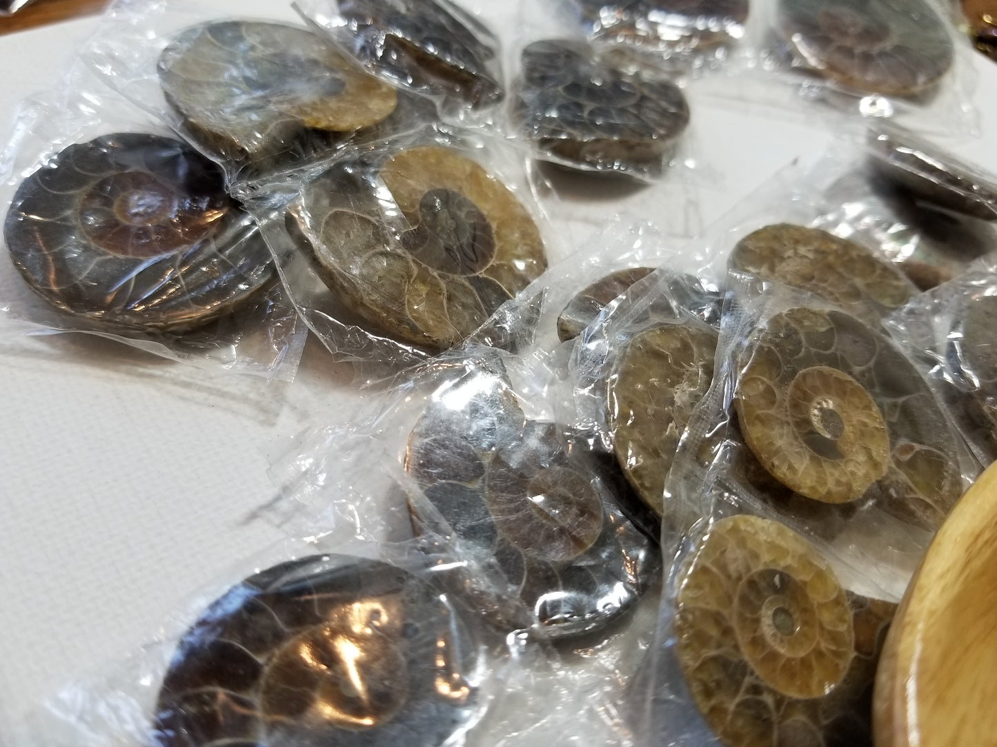 Pair of Ammonite Specimens