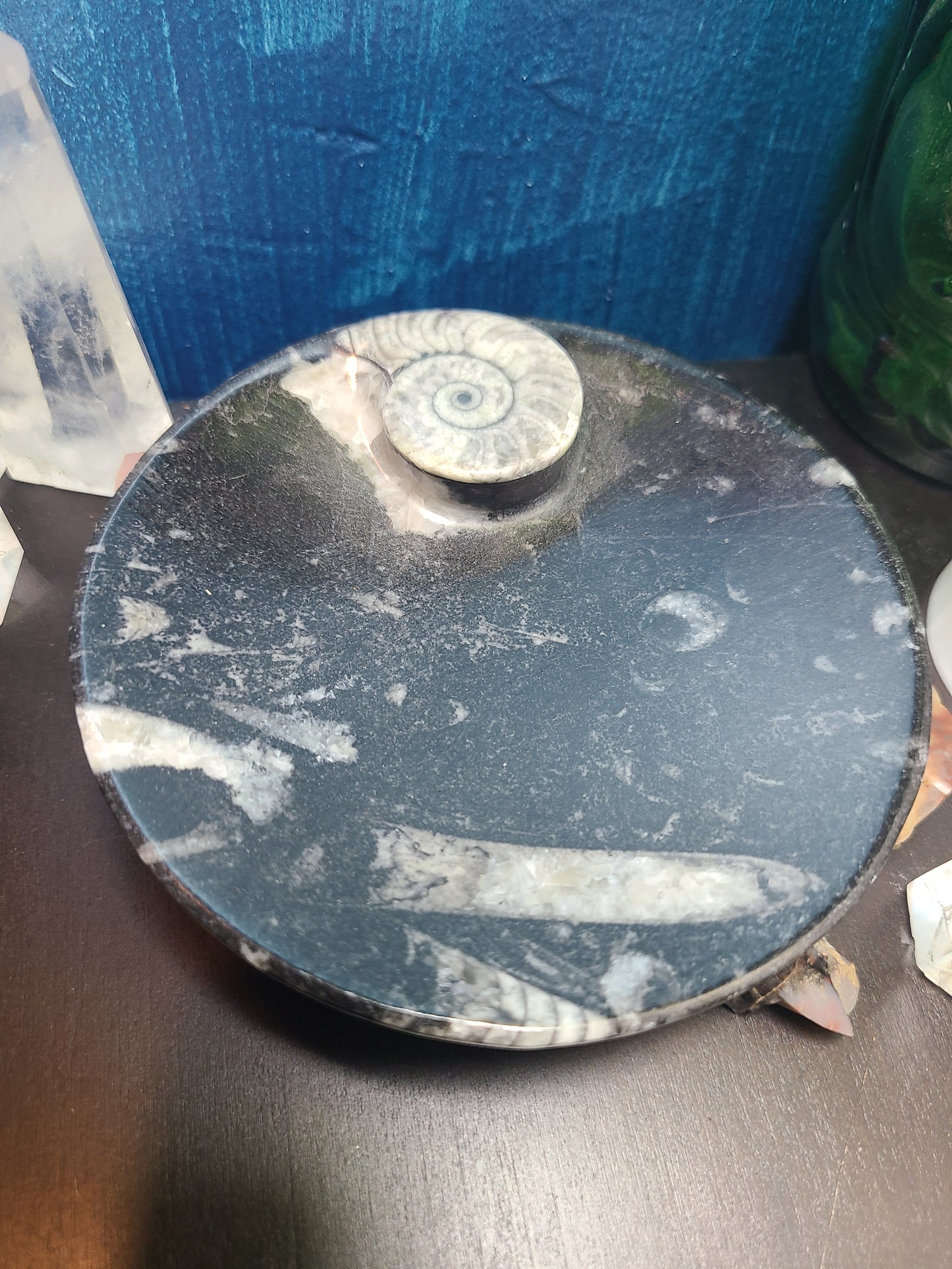 Ammonite/Orthoceras Fossil Dish