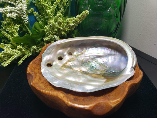 Abalone Shell
