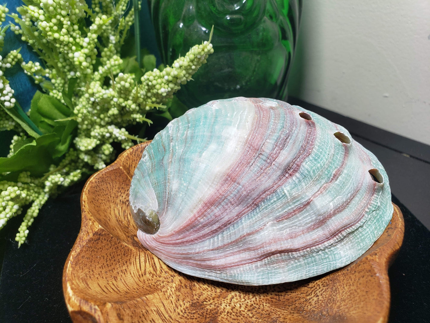 Abalone Shell